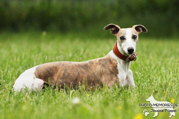 Whippet im Liegen