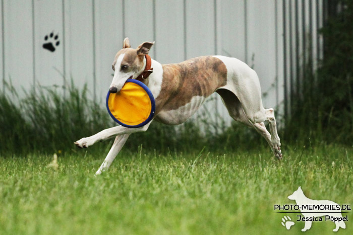 Whippet in Action