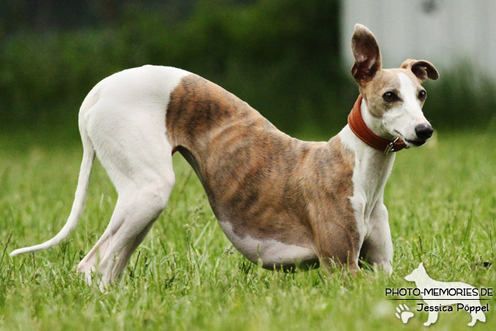 Whippet beim Spielen