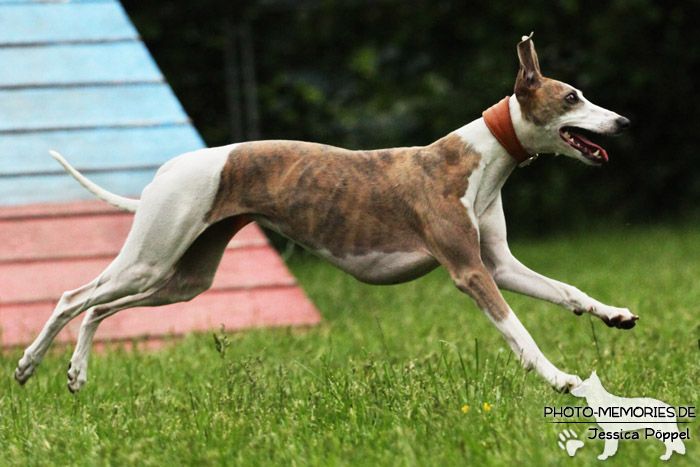 Whippet in Action