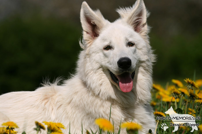 Weißer Schweizer Schäferhund im Liegen