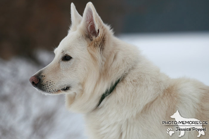 Weißer Schweizer Schäferhund im Schnee