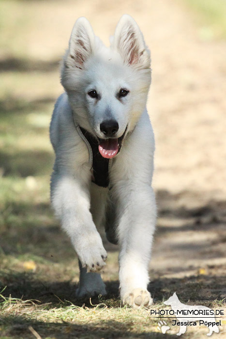 Weißer Schweizer Schäferhund auf einem Feldweg