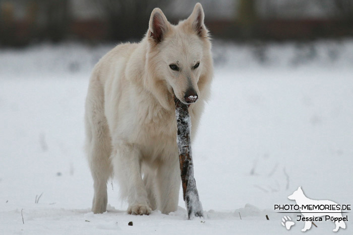 Weißer Schweizer Schäferhund im Schnee