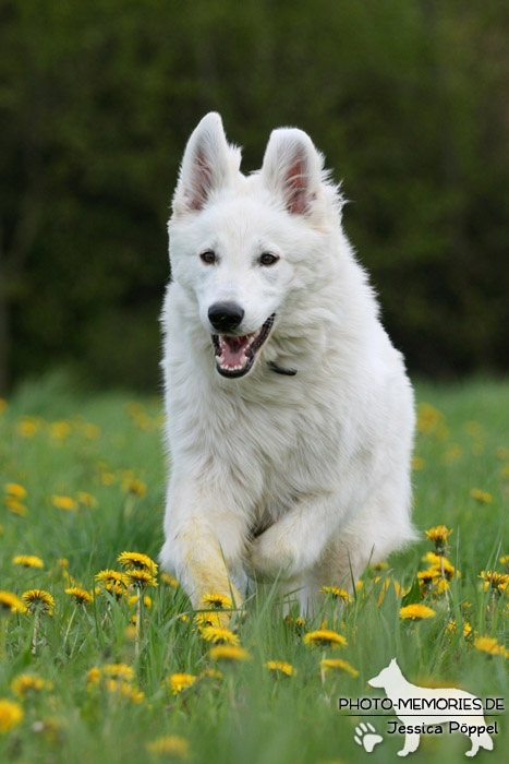 Weißer Schweizer Schäferhund in Action