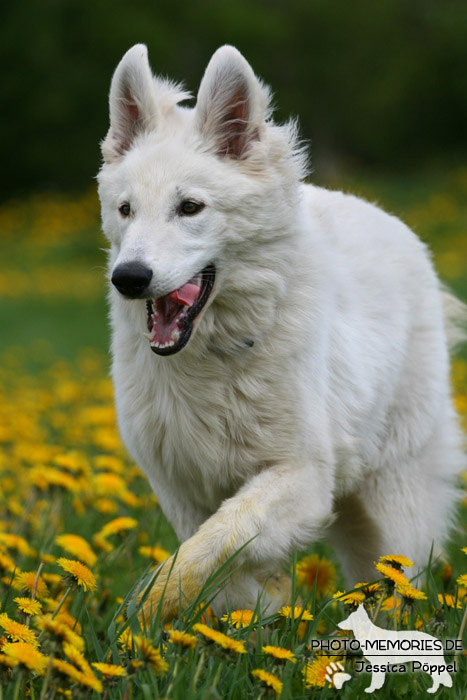 Weißer Schweizer Schäferhund in Action