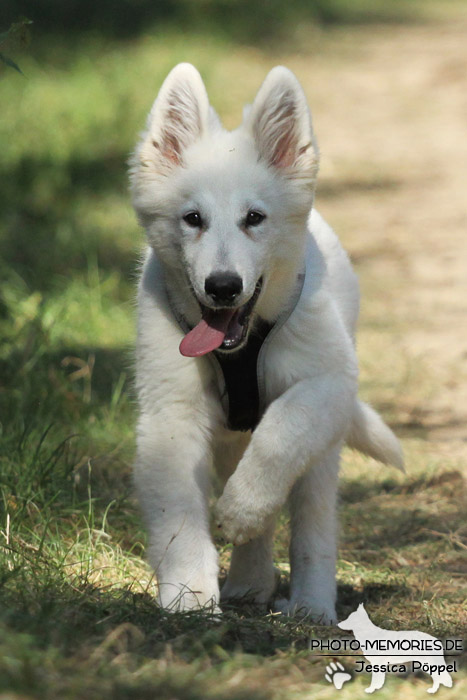 Weißer Schweizer Schäferhund auf einem Feldweg