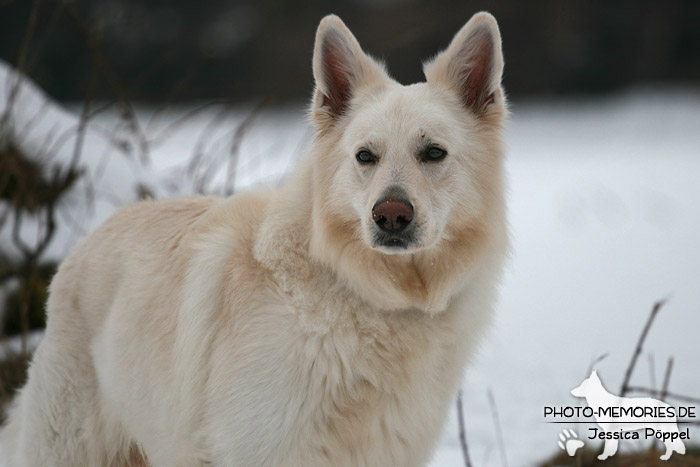 Weißer Schweizer Schäferhund im Schnee