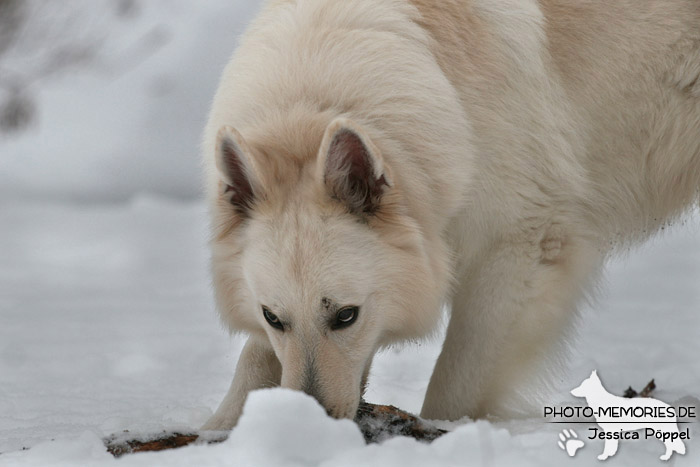 Weißer Schweizer Schäferhund im Schnee