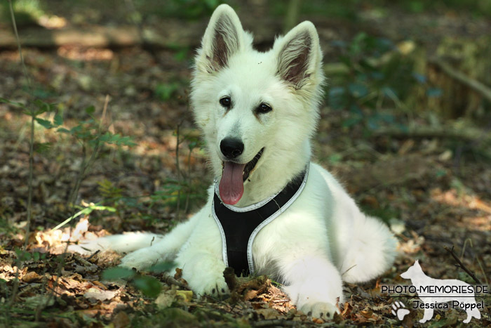 Weißer Schweizer Schäferhund im Wald