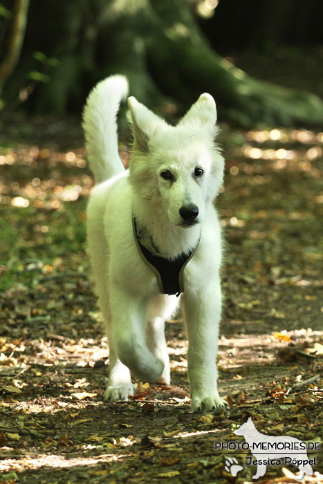 Weißer Schweizer Schäferhund im Wald