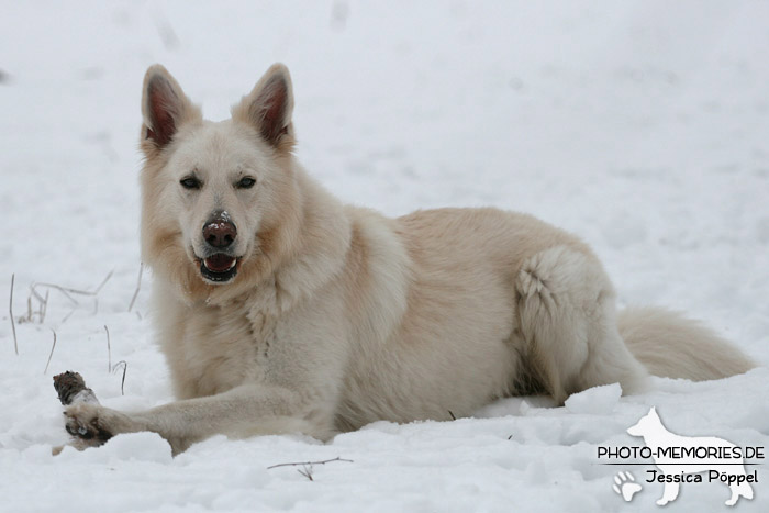 Weißer Schweizer Schäferhund im Schnee