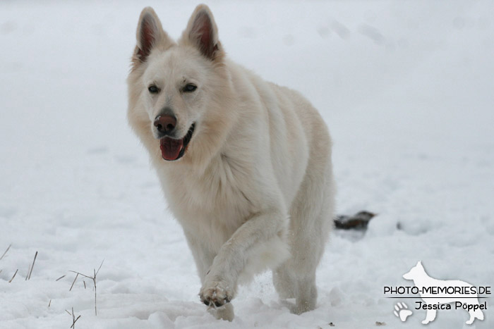 Weißer Schweizer Schäferhund im Schnee