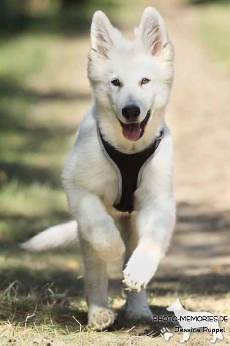 Weißer Schweizer Schäferhund auf einem Feldweg