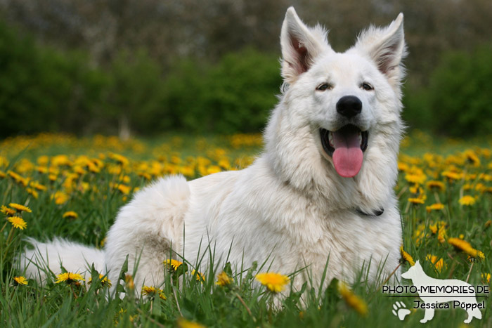 Weißer Schweizer Schäferhund im Liegen