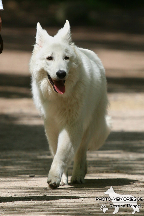 Weißer Schweizer Schäferhund in der Hundeschule