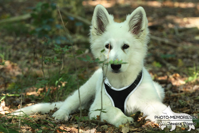 Weißer Schweizer Schäferhund im Wald