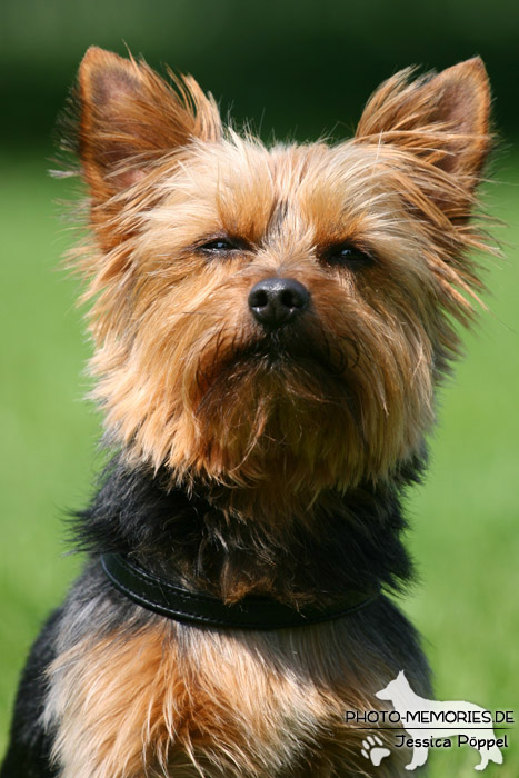 Kopfbild eines Yorkshire Terriers