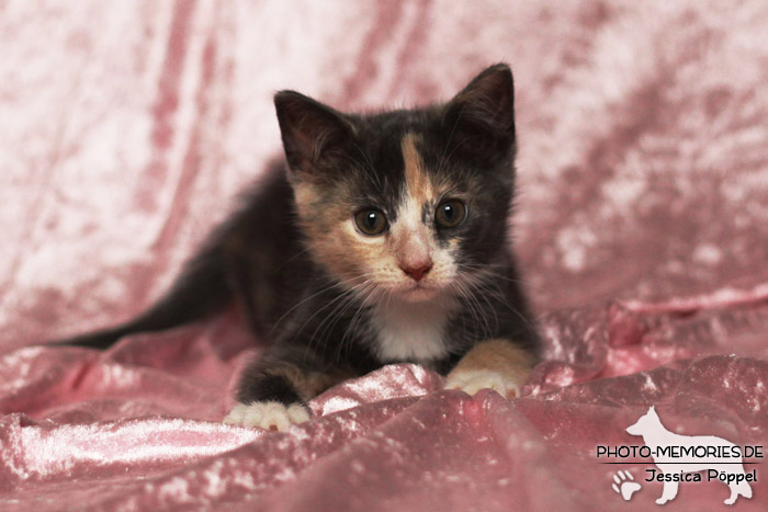 Junge Hauskatze im Studio