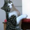 Katzen