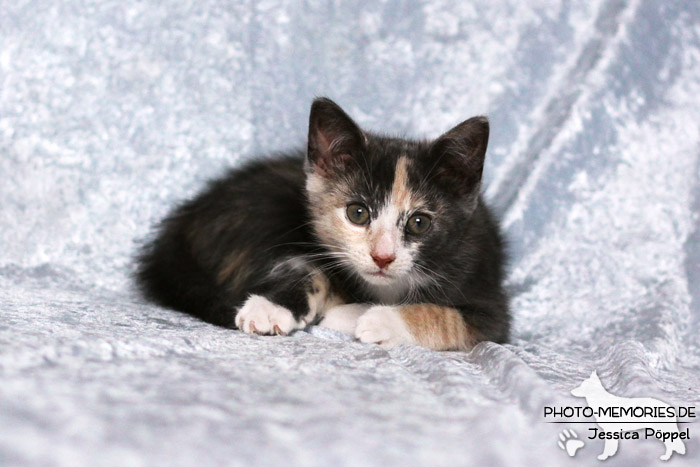 Junge Hauskatze im Studio