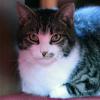 Katzen