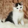 Katzen