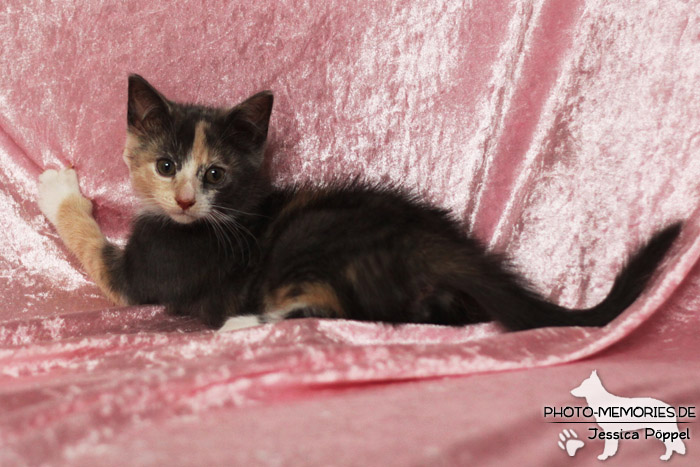 Junge Hauskatze im Studio