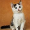 Hauskatze