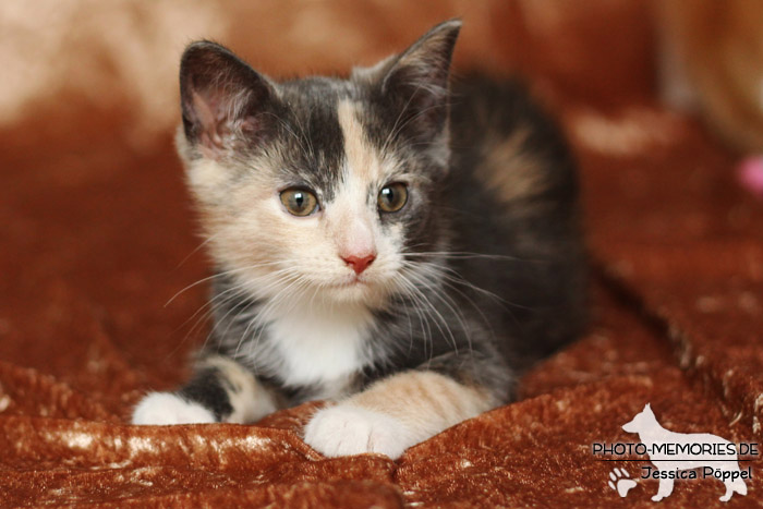 Junge Hauskatze im Studio