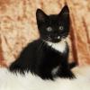 Katzen