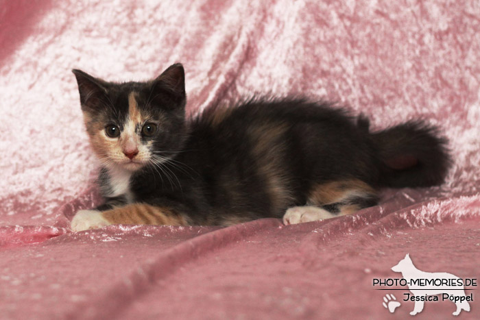 Junge Hauskatze im Studio