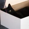 Katzen