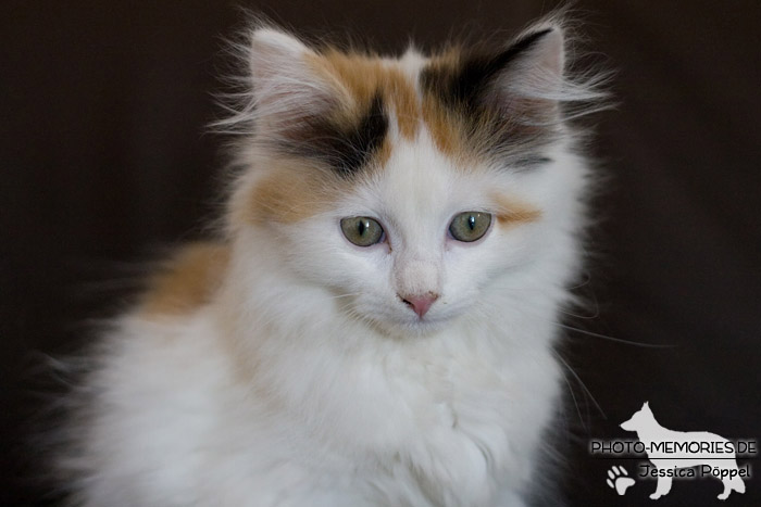 Junge Hauskatze