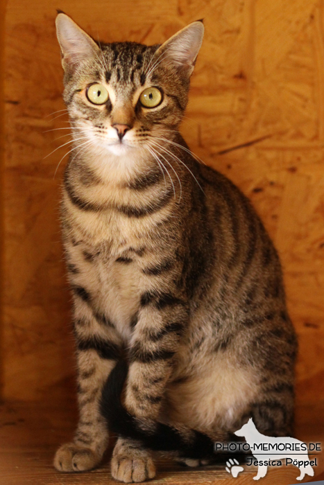 Hauskatze im Sitzen