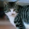 Katzen