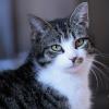Katzen