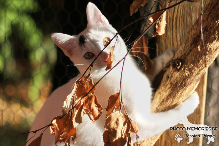 Weiße Hauskatze