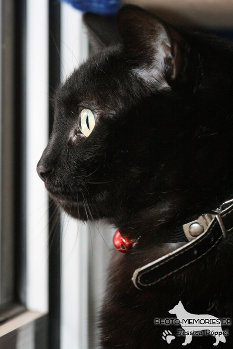 Hauskatze am Fenster