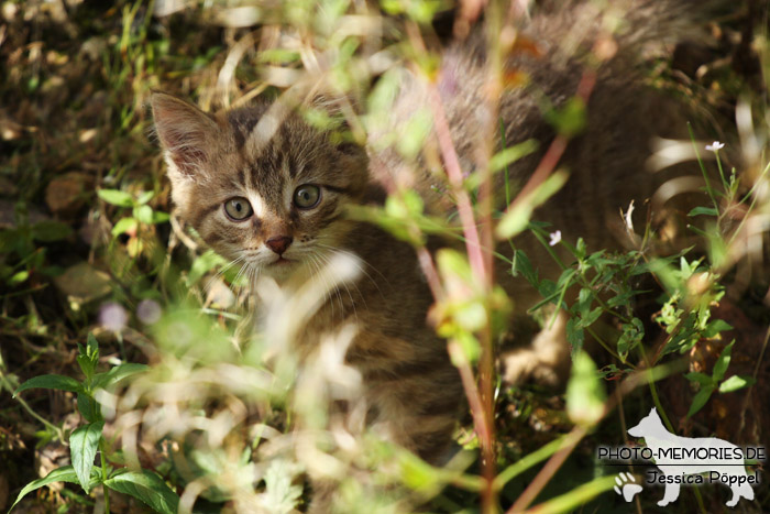 Hauskatze im Freien