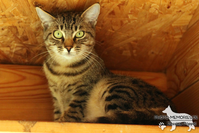 Hauskatze im Sitzen