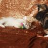 Katzen