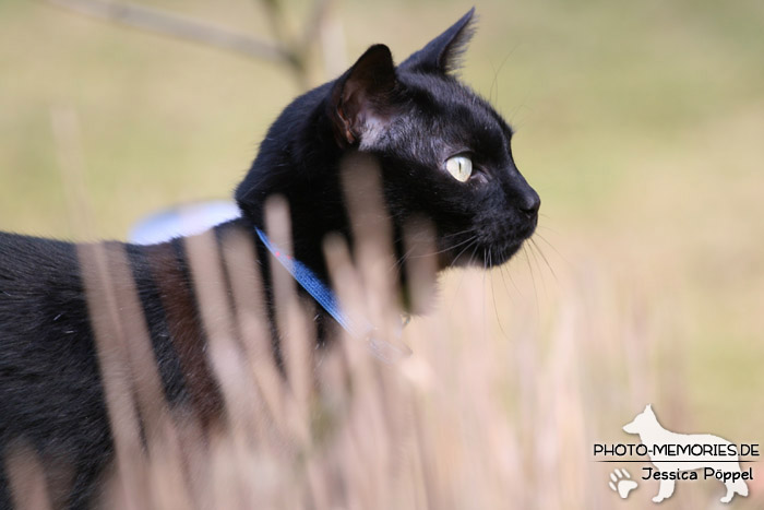 Hauskatze im Freien