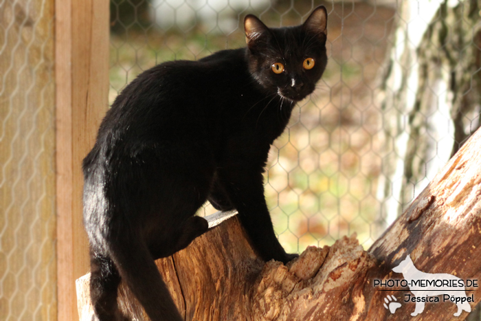 Hauskatze in der Bewegung