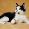 Katzen