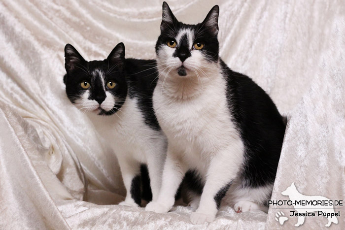 Hauskatzen im Studio