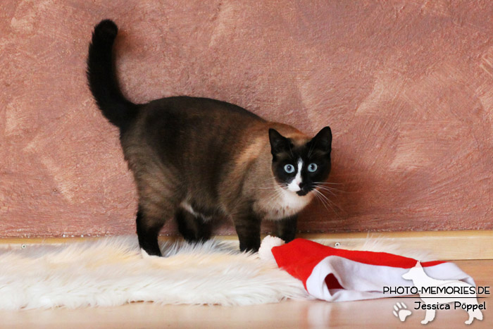 Hauskatze im Studio zu Weihnachten