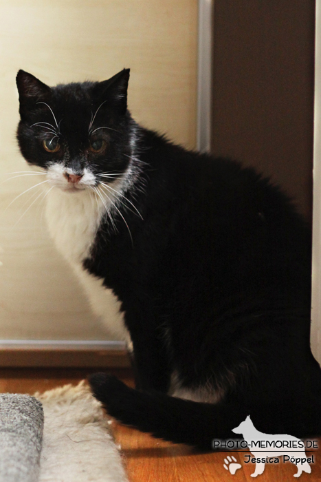 Hauskatze im Sitzen