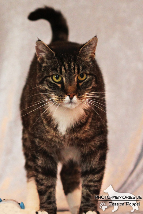 Hauskatze vor einem Hintergrund