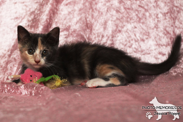 Junge Hauskatze im Studio